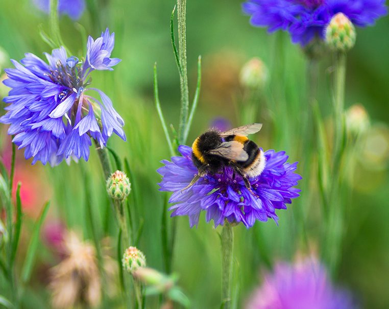 Bumblebee in meadow