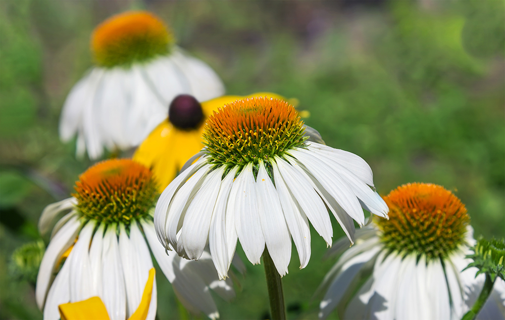 White and yellow flowers